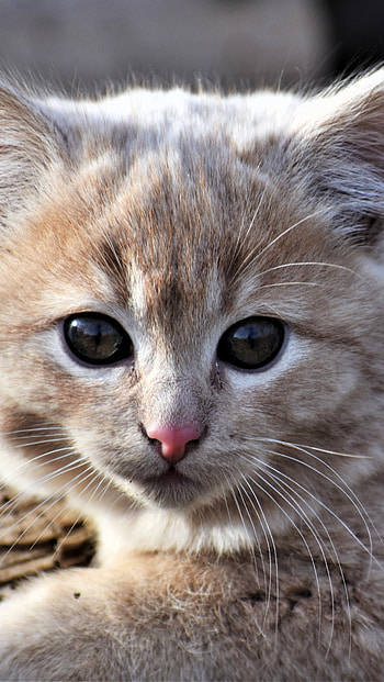 Yellow Kitten HD phone wallpaper