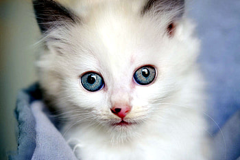 Cute blue Eyed Kitty, blue, cats, cute, animals HD wallpaper