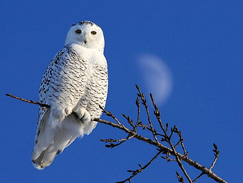 White Owl, cool, white, owl HD wallpaper