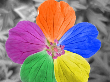 Flower, colors, abstract, petal HD wallpaper