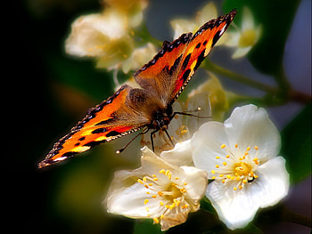 Butterfly on Flowers, beautiful, flowers, butterfly HD wallpaper