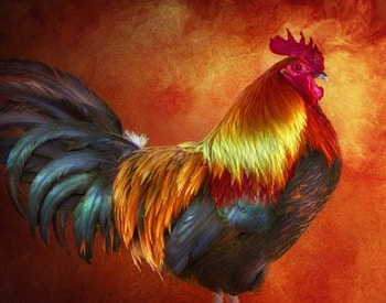 Cock, animal, animals, colours, colour HD wallpaper