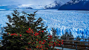 Perito Moreno Glacier, Patagonia, Argentina, trees, landscape, sky, ice, clouds HD wallpaper