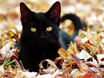 Animals, Cats HD wallpaper