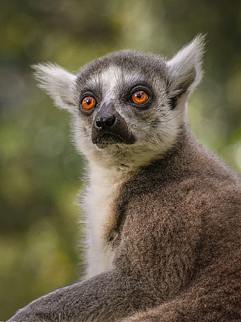 Animals lover, Lemur enthusiast, Cute lemur, Animal graphy HD phone wallpaper