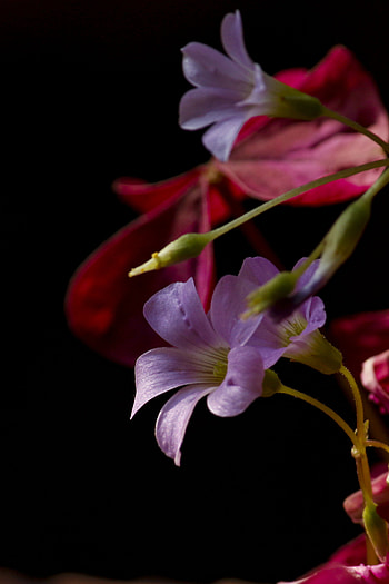 Amoled, magenta, flowers, petal, nature, plants, black, dark, flower HD phone wallpaper