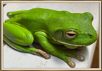 WHAT A BEAUTY, NATURE, FROG, BIG HD wallpaper