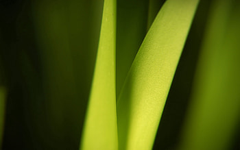 Grass, Plant, Macro, Shadow, Stripes, Streaks HD wallpaper