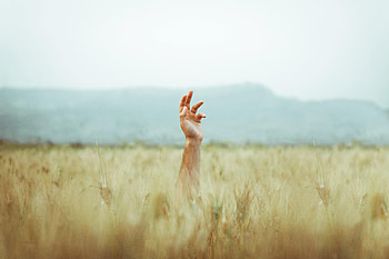 Sky, Hand, Miscellanea, Miscellaneous, Field, Ears, Spikes HD wallpaper