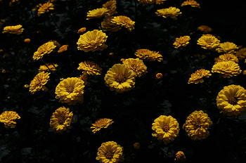 Chrysanthemum, nature, flower, mum HD wallpaper