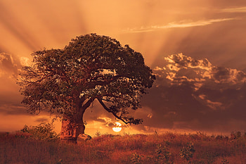 Baobab Tree Sybset, baobab, trees, nature HD wallpaper