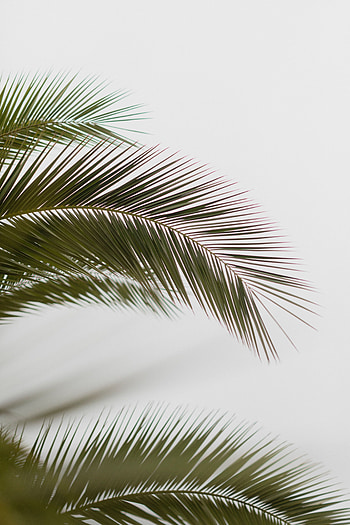 Leaves, Minimalism, Palm, Carved, Branch HD phone wallpaper