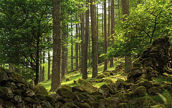 Forest in UK, trees, UK, forest, rocks HD wallpaper