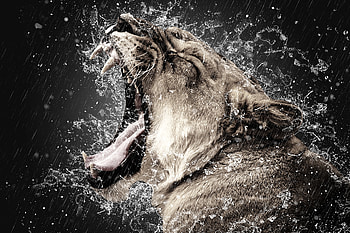 Animals, Grin, Spray, Lion, Predator, Fangs HD wallpaper