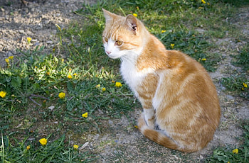Cat sitting on the path to the garden, grass, color, butterscotch, green HD wallpaper