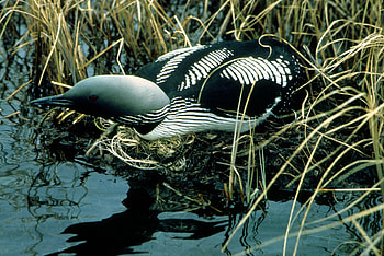 Arctic loon nest HD wallpaper