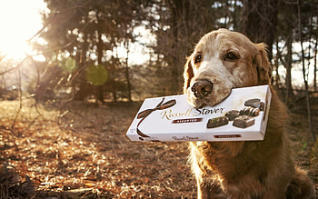 Animals, Background, Candies, Dog HD wallpaper