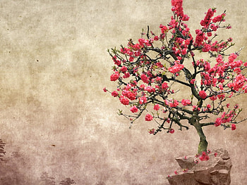 Pink tree, background, style, flowers, tree HD wallpaper