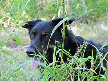 Harley Hiding, dogs, nature, harley, animals HD wallpaper