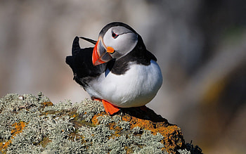 Animals, Rock, Bird, Sit, Stone, Moss, Dead End, Cul-De-Sac HD wallpaper