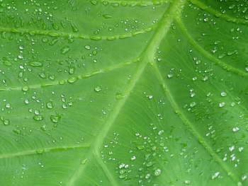 Drops, Macro, Sheet, Leaf, Dew, Veins HD wallpaper