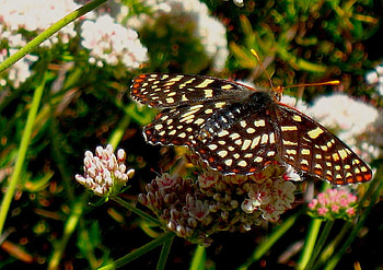 Butterfly, animal, leaves, flowers HD wallpaper