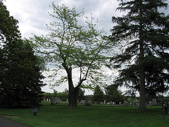 Gettysburg cemetery, Witness tree update, Historical conservation, Preserving heritage HD wallpaper
