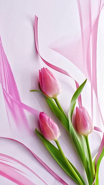 Cute Pink Tulips 6+ - http://helpyourself.com/ HD phone wallpaper