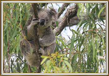 KOALA, TREE, NATURE HD wallpaper
