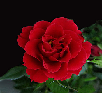red_beauty, rose, nature, red, flower HD wallpaper