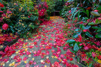Pink leaves, pink, path, green, autumn, leaf HD wallpaper