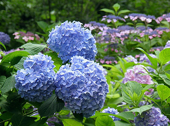 Flowers, Leaves, Bush, Park, Bloom, Flowering, Hydrangea HD wallpaper