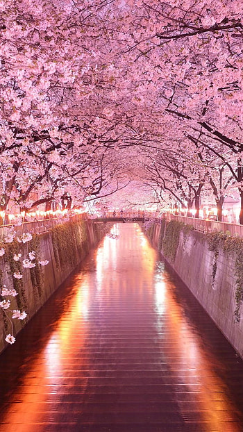 Pink blosom, pink, tree, nature, japan HD phone wallpaper