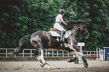 Jessica von Bredow-Werndl, Equitation HD wallpaper