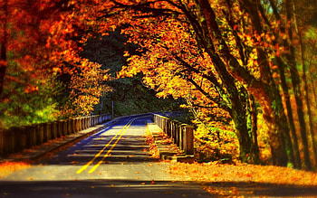 Maple trees beside road, , Nature, Landscape HD wallpaper