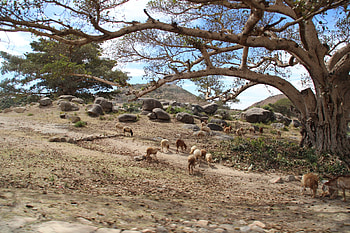 Eritrea, Suyana fundacin, Travels, Charity HD wallpaper