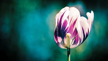 Tulips, Macro, Petals, Stripes, Streaks, Stem, Stalk HD wallpaper