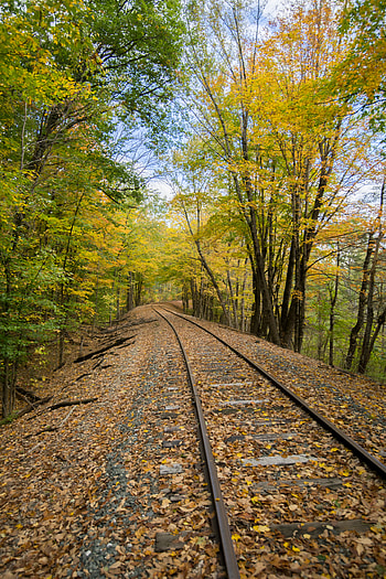 Nature, Trees, Autumn, Railway, Rails HD phone wallpaper