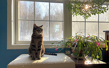 Kitty in the Morning Sun, cat, sun, window, cactus HD wallpaper