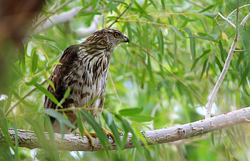 Animals, Bird, Branch, Hawk HD wallpaper