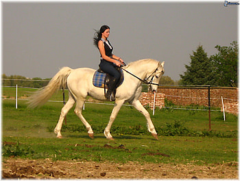 White horse, animal, horse, grass, girl, people HD wallpaper