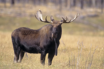 Terrifying encounter, Charging bull moose, Unpredictable wildlife, Escaping danger HD wallpaper