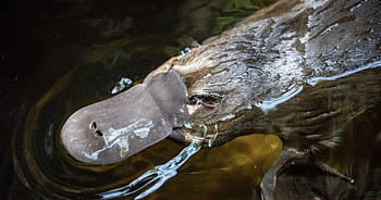 Platypus, Biofluorescence phenomenon, Whacky evolution, Design marvel HD wallpaper
