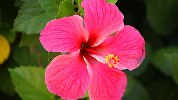 Beautiful flower , Flowers in nature, Hawaiian flowers, Rose flower beauty HD wallpaper