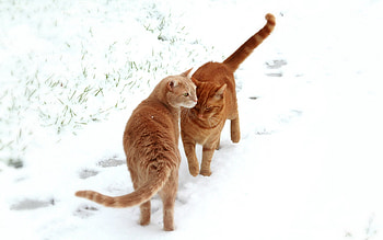 Animals, Cats, Snow, Couple, Pair, Traces HD wallpaper