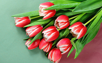 red and white tulips, spring, background with tulips, red tulips, spring flowers, tulips HD wallpaper
