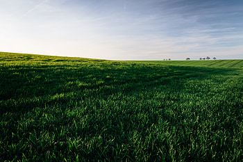 Nature, Grass, Sky, Horizon, Field HD wallpaper