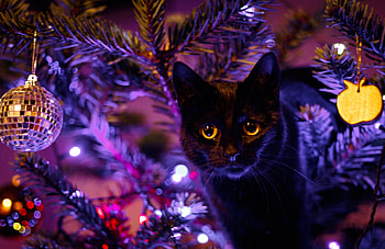 Under the Christmas tree, animal, black, craciun, cat, tree, pisica, purple, lights, christmas HD wallpaper