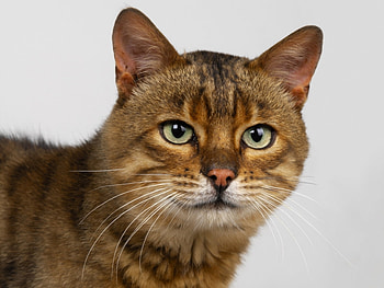 Animals, Cats HD wallpaper