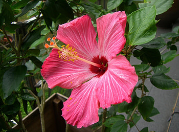 Flowers, Pink, Close-Up, Bloom, Flowering, Hibiscus, Stamen HD wallpaper
